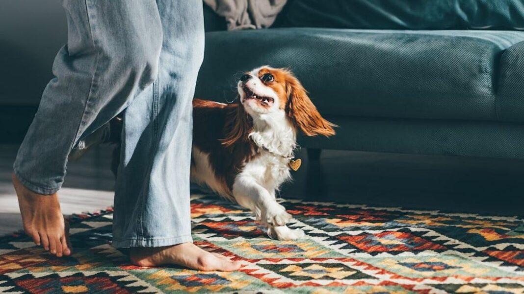 Zoomies in Altri Animali: Un Comportamento Universale Perché i Cani Fanno le Zoomies? Scopri il Motivo!