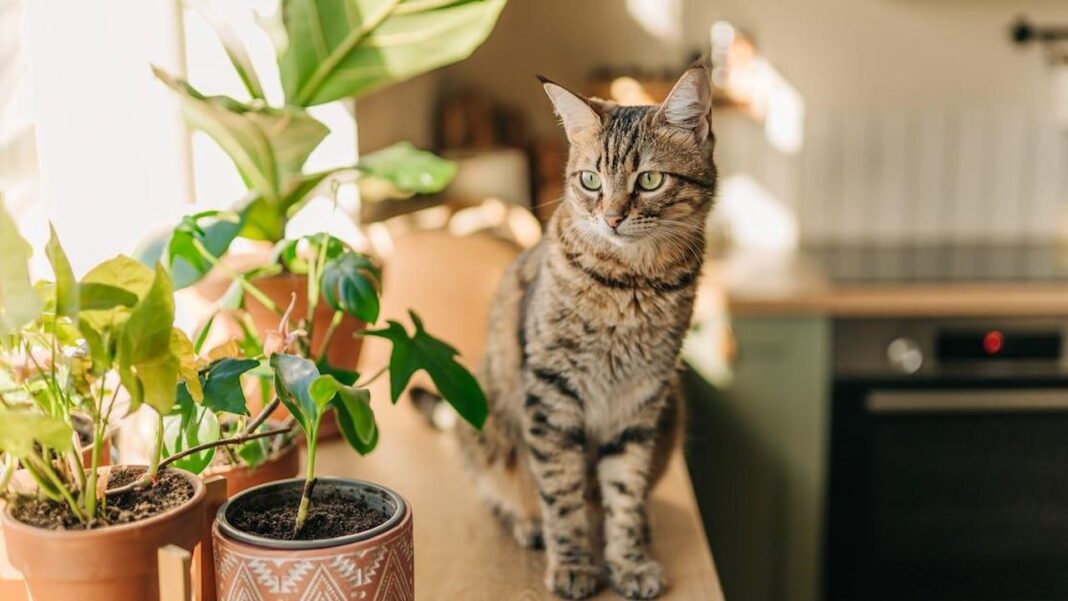 Strategie per Educare il Tuo Gatto: Come Ridurre il Comportamento di Knock Over Perché i gatti rovesciano oggetti? Scopri il motivo!