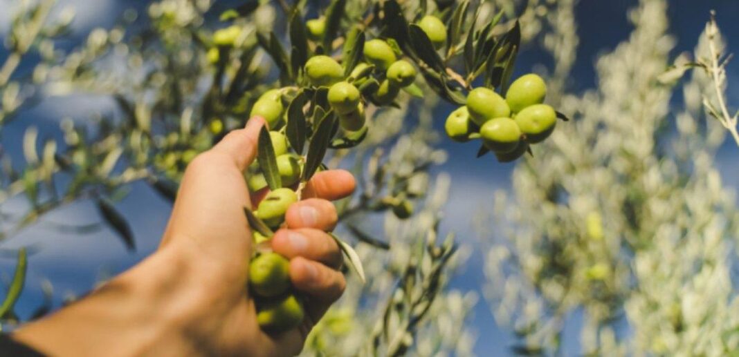 Un supporto per il benessere generale Benefici dell’olio d’oliva: salute, pelle sana e proprietà curative