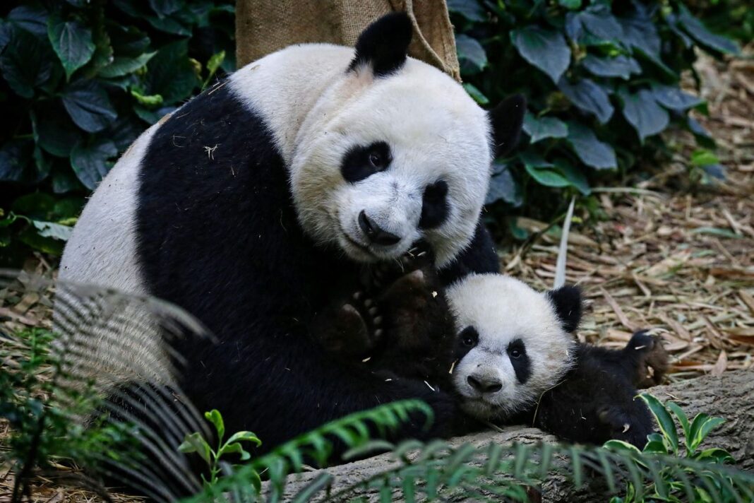 Consigli per il Panda Parenting Cosa è il Panda Parenting e come può aiutare i genitori