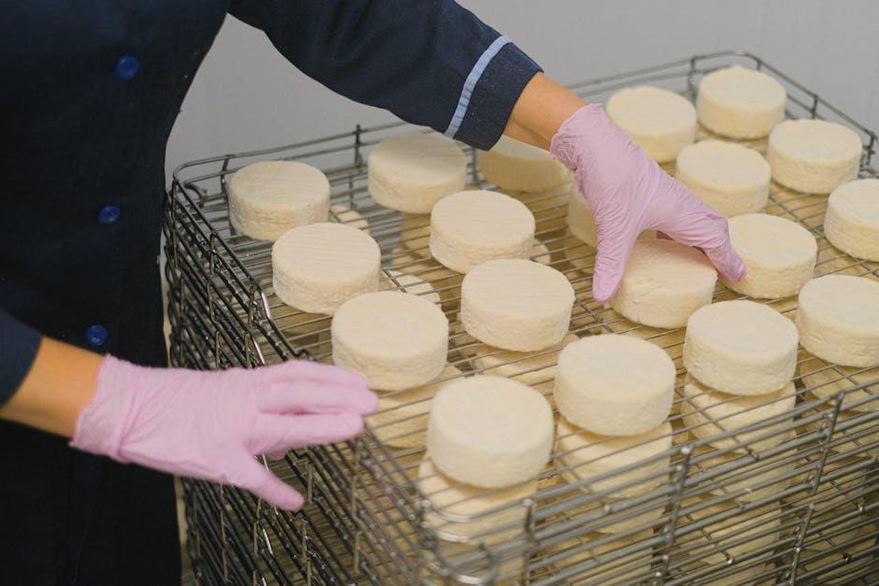Source: Anna Shvets - pexels - Hands placing round cheese blocks on metal trays in a dairy processing facility.