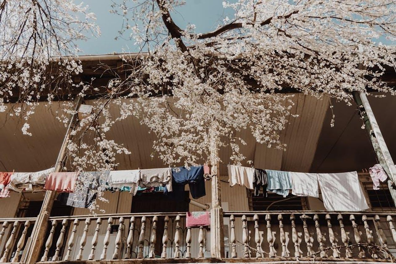 Source: ROMAN ODINTSOV - pexels - A picturesque balcony with cherry blossoms and laundry drying in the spring sunlight.