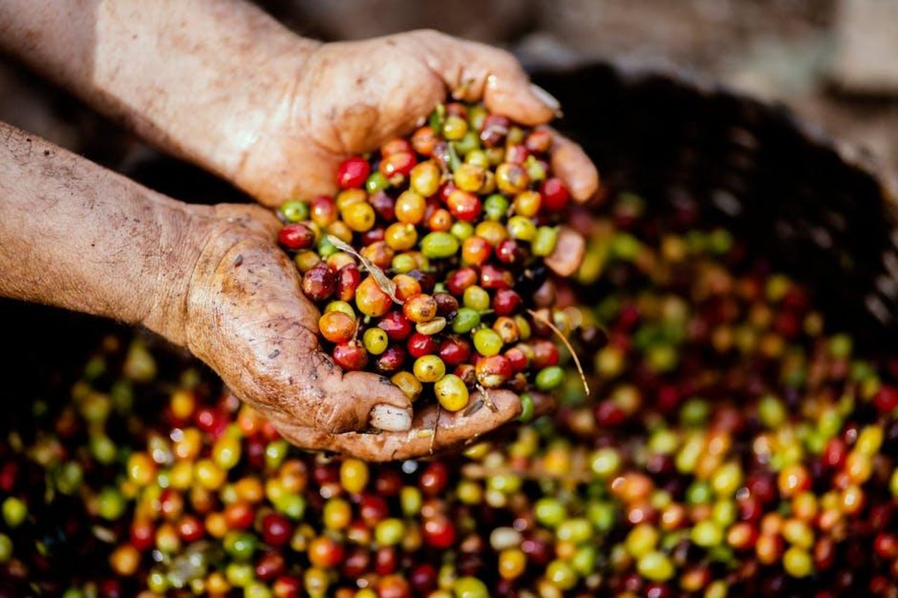 Source: Livier Garcia - pexels - Close-up of hands holding freshly harvested coffee cherries in Mexico. Vibrant colors symbolize a fruitful harvest.