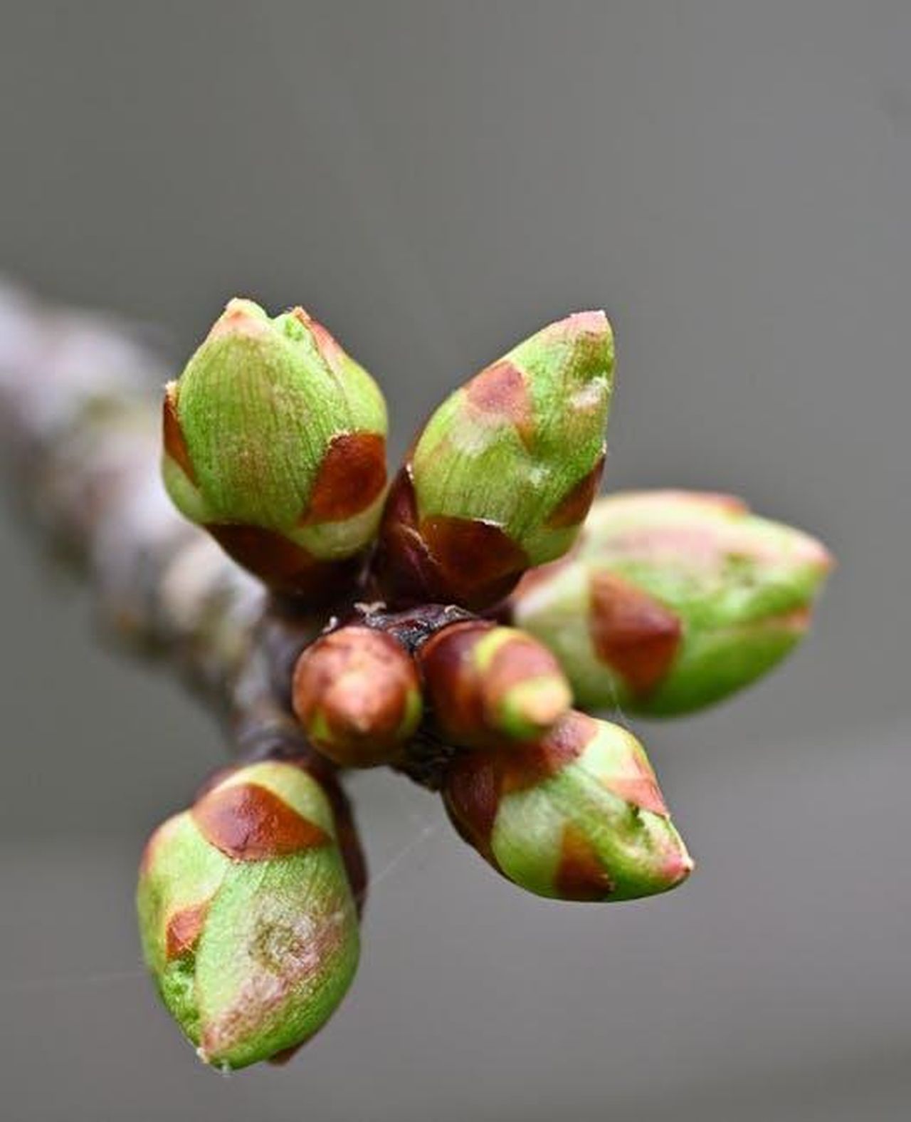 Source: David Pryke - pexels - Cherry Tree Blossom Early Spring