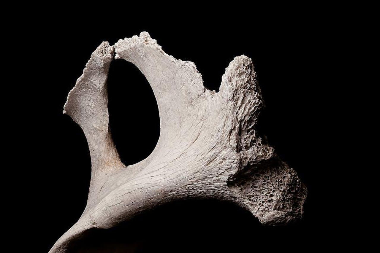 Source: Brett Sayles - pexels - Exhibited fragment of textured porous bone piece in soft light on black backdrop