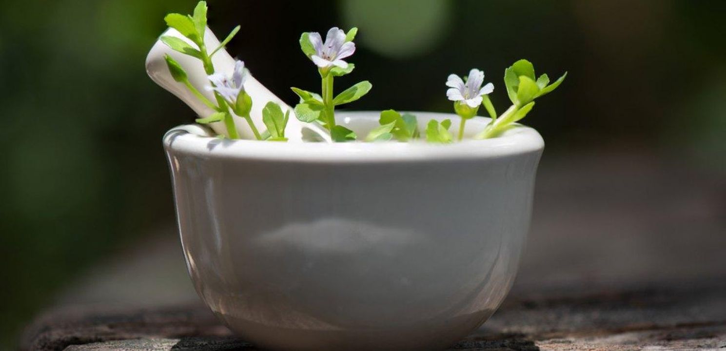 Benefici della Bacopa Monnieri Bacopa Monnieri