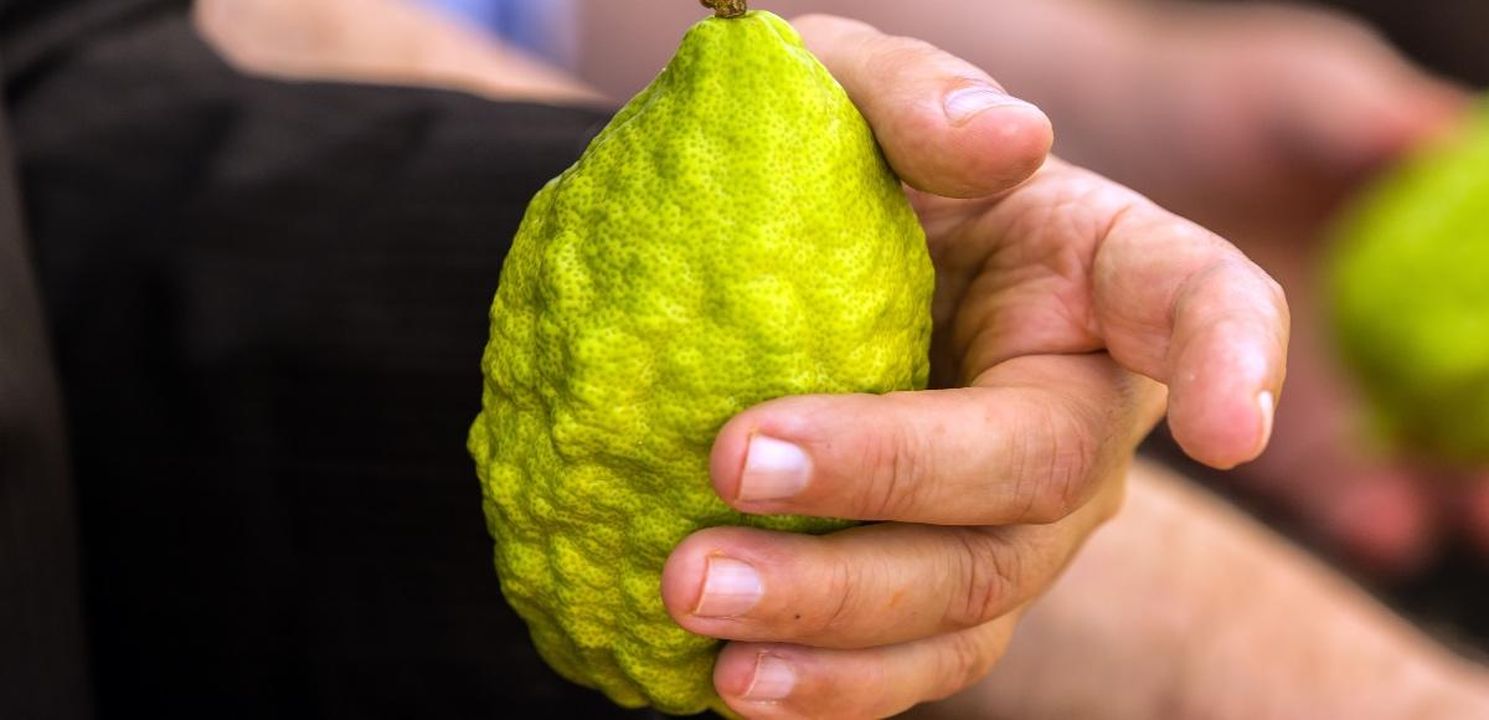 Caratteristiche della pianta proprietà cedro