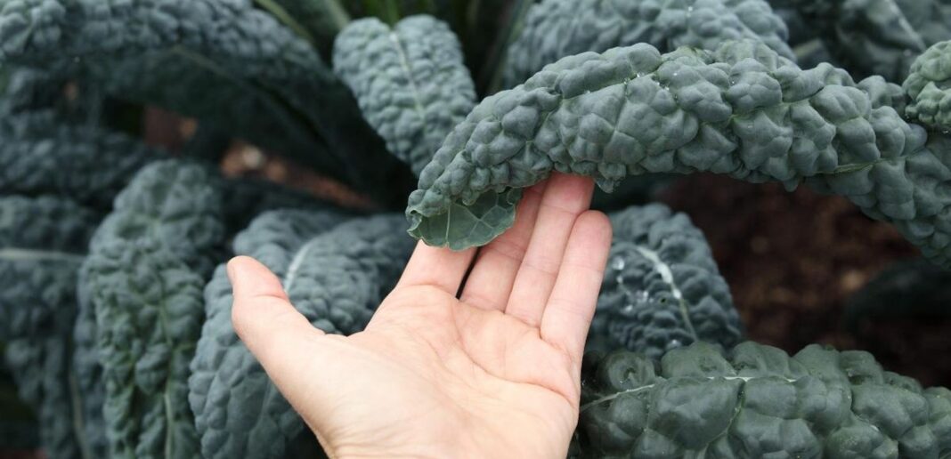Come cucinare il cavolo nero Cavolo nero: proprietà, benefici e curiosità