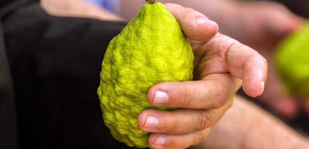 Considerazioni Cedro: proprietà, benefici, usi e curiosità del frutto antico