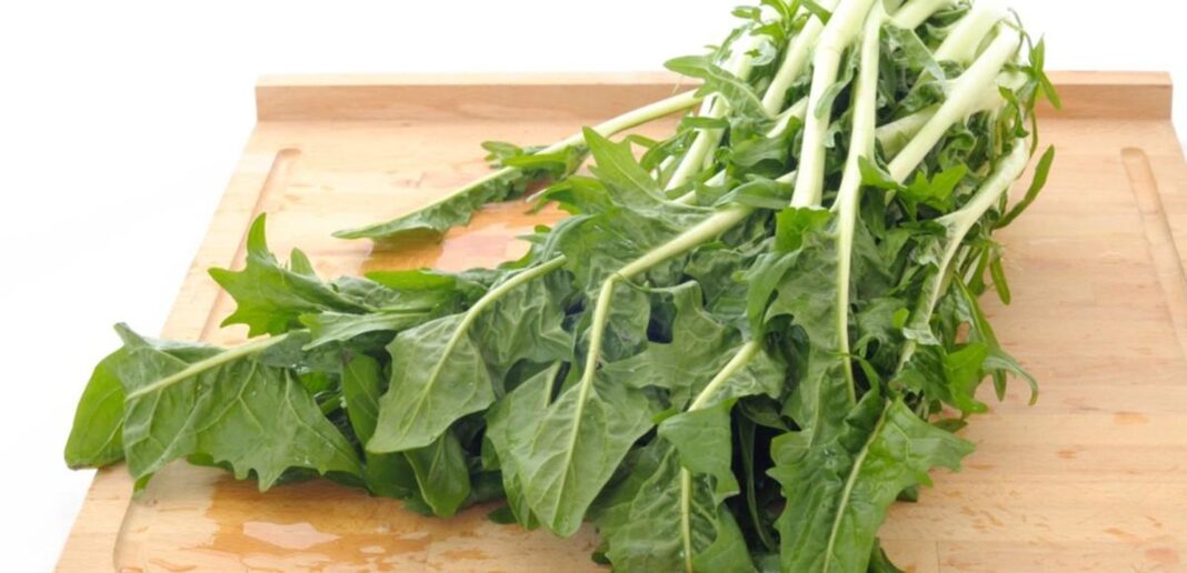 Benefici per la salute Cicoria, benefici e usi in cucina