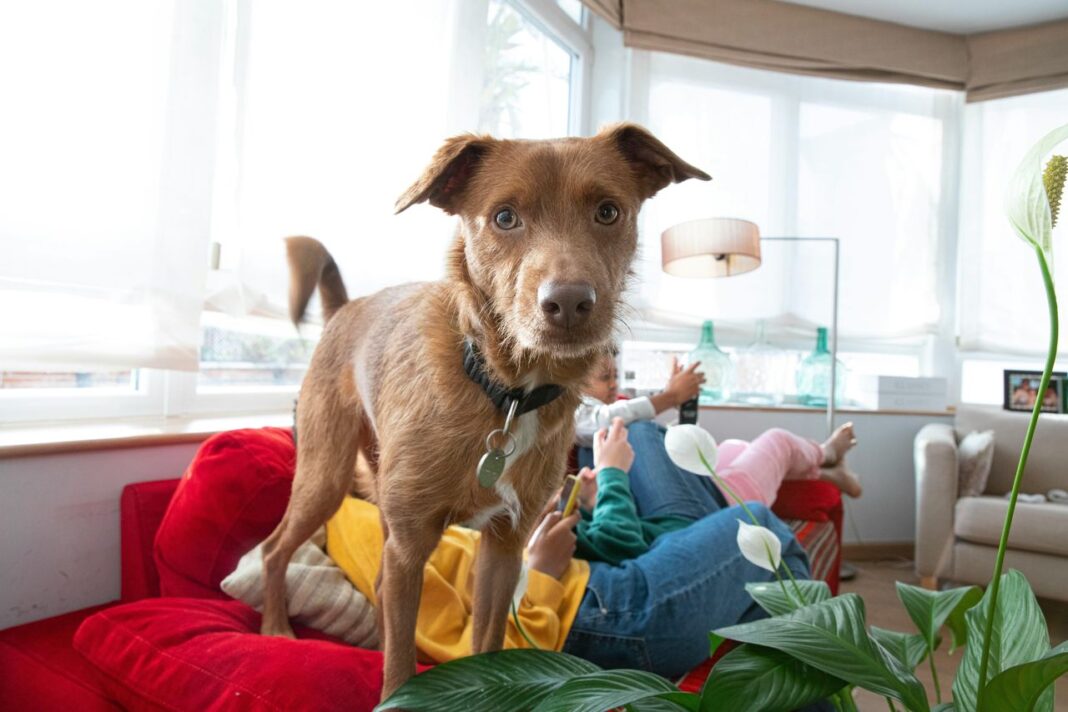 Distinguere tra mobili consentiti e non Come tenere il cane lontano dal divano: consigli utili