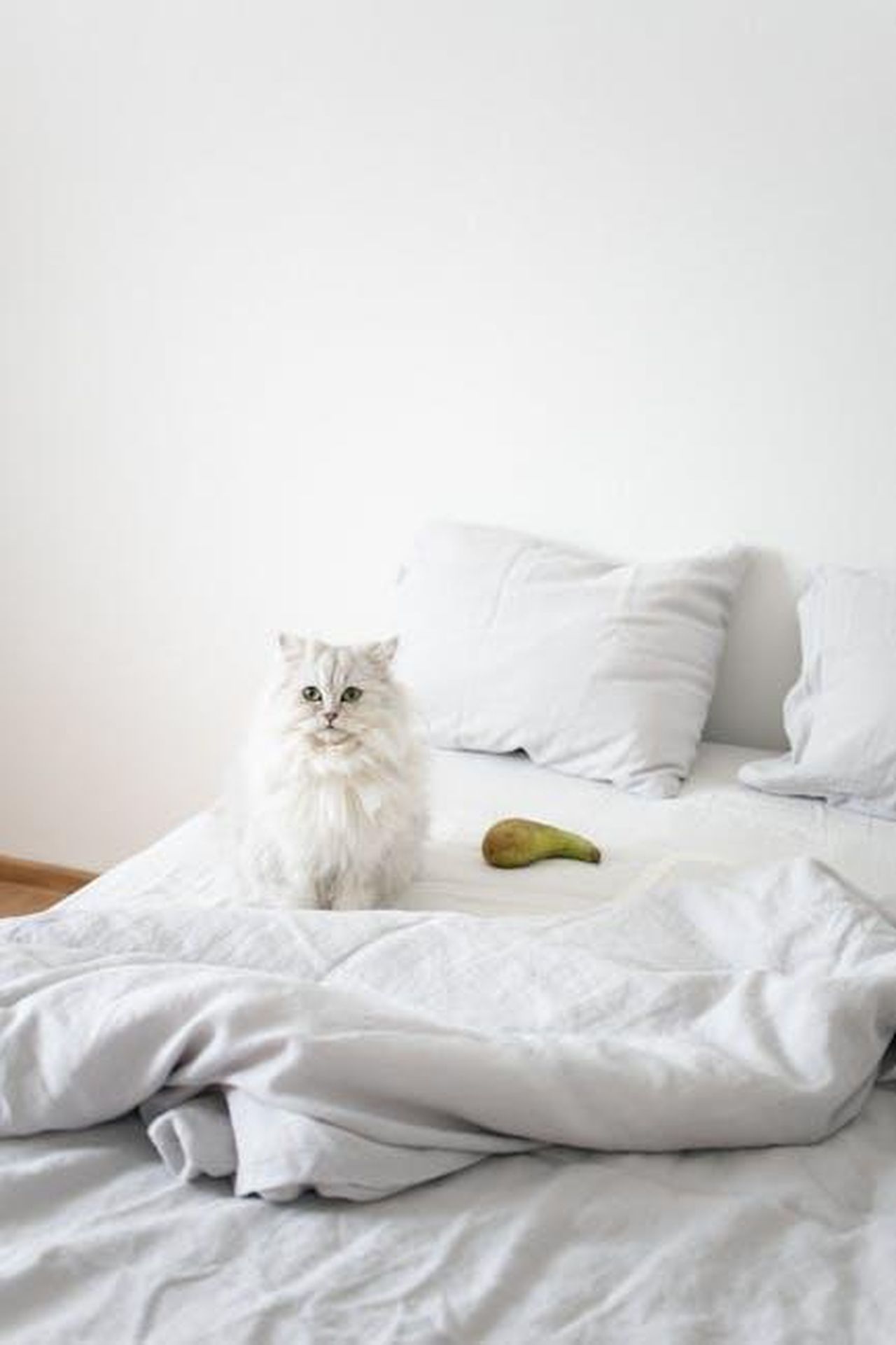 Source: KATRIN BOLOVTSOVA - pexels - A cute white Persian cat sitting on a bed with white linens and a pear.