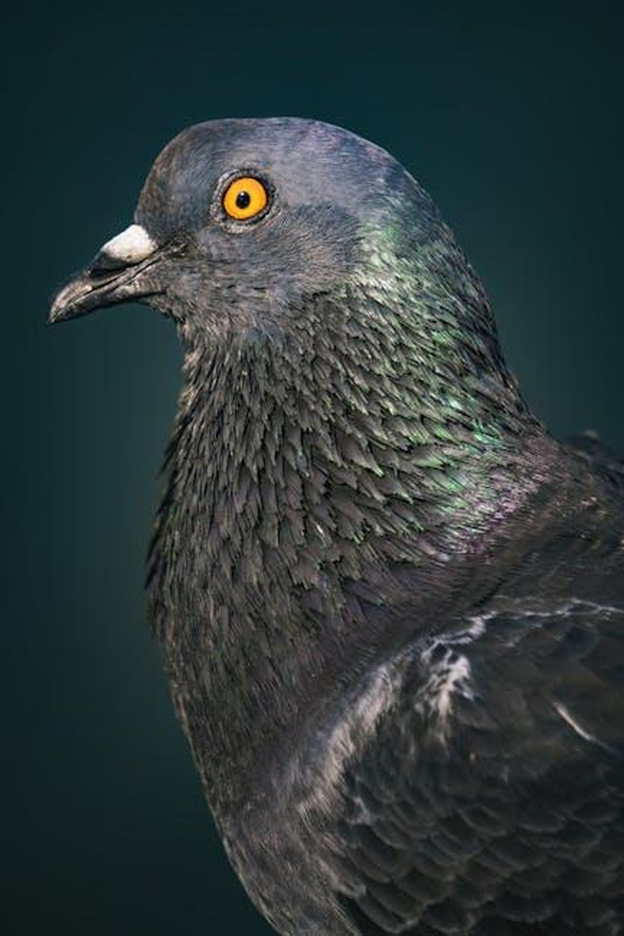 Source: S C - pexels - Detailed side portrait of a rock pigeon with vibrant eye and colorful feathers.
