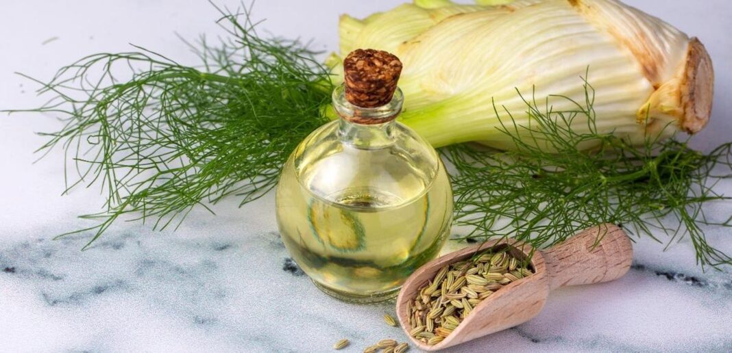 Infusi e tisane Finocchio: proprietà, benefici e valori nutrizionali
