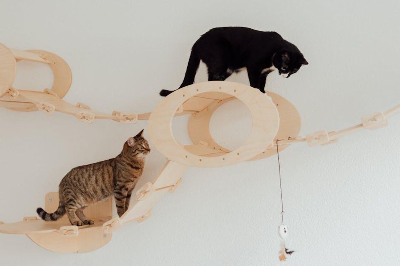 Source: Arina Krasnikova - pexels - Two cats playing on wooden cat furniture indoors, showcasing playful feline behavior.