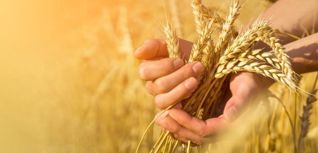 Considerazioni Grano duro o grano tenero: differenze, caratteristiche e proprietà