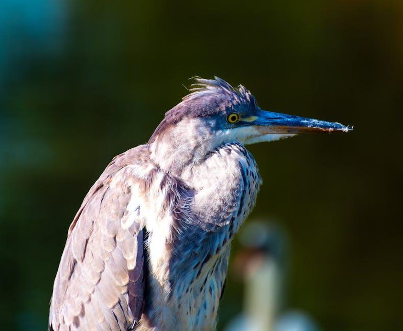 Source: Werner Hilversum - pexels - Detailed close-up portrait of a heron showcasing its striking features by the water.