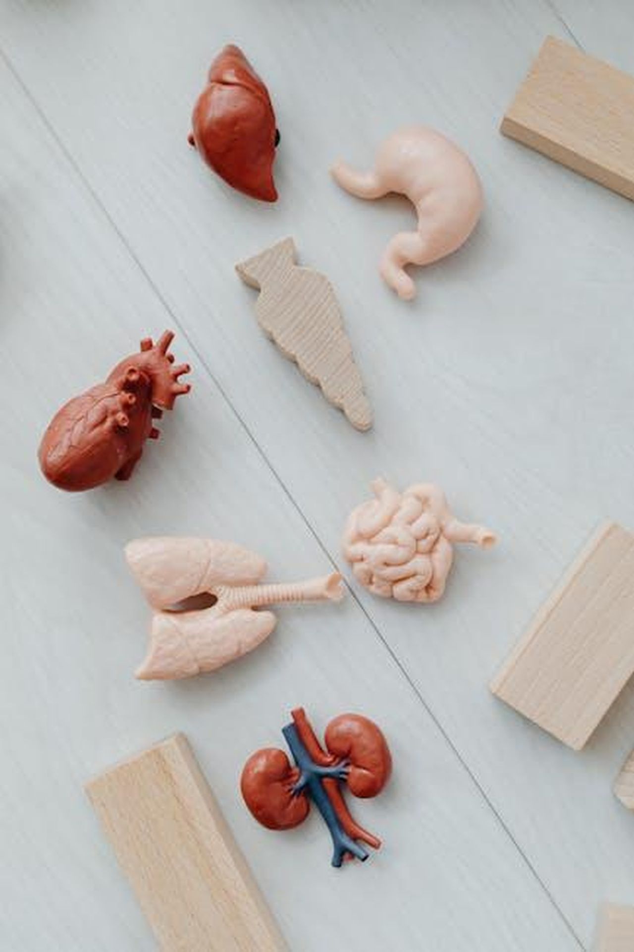 Source: Photo By: Kaboompics.com - pexels - Flat lay of educational toy models of human organs for anatomy learning.