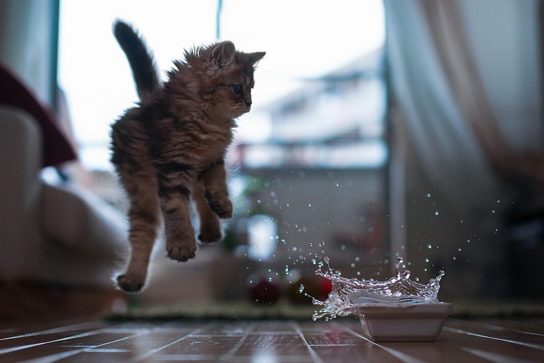 Conclusioni sul comportamento dei gatti Perché i gatti rovesciano l'acqua? Scopriamo il mistero