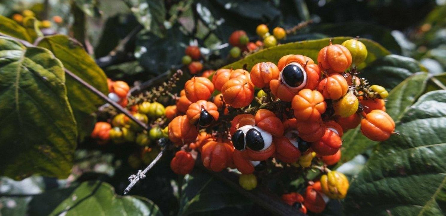 Proprietà e benefici del guaranà Guaranà