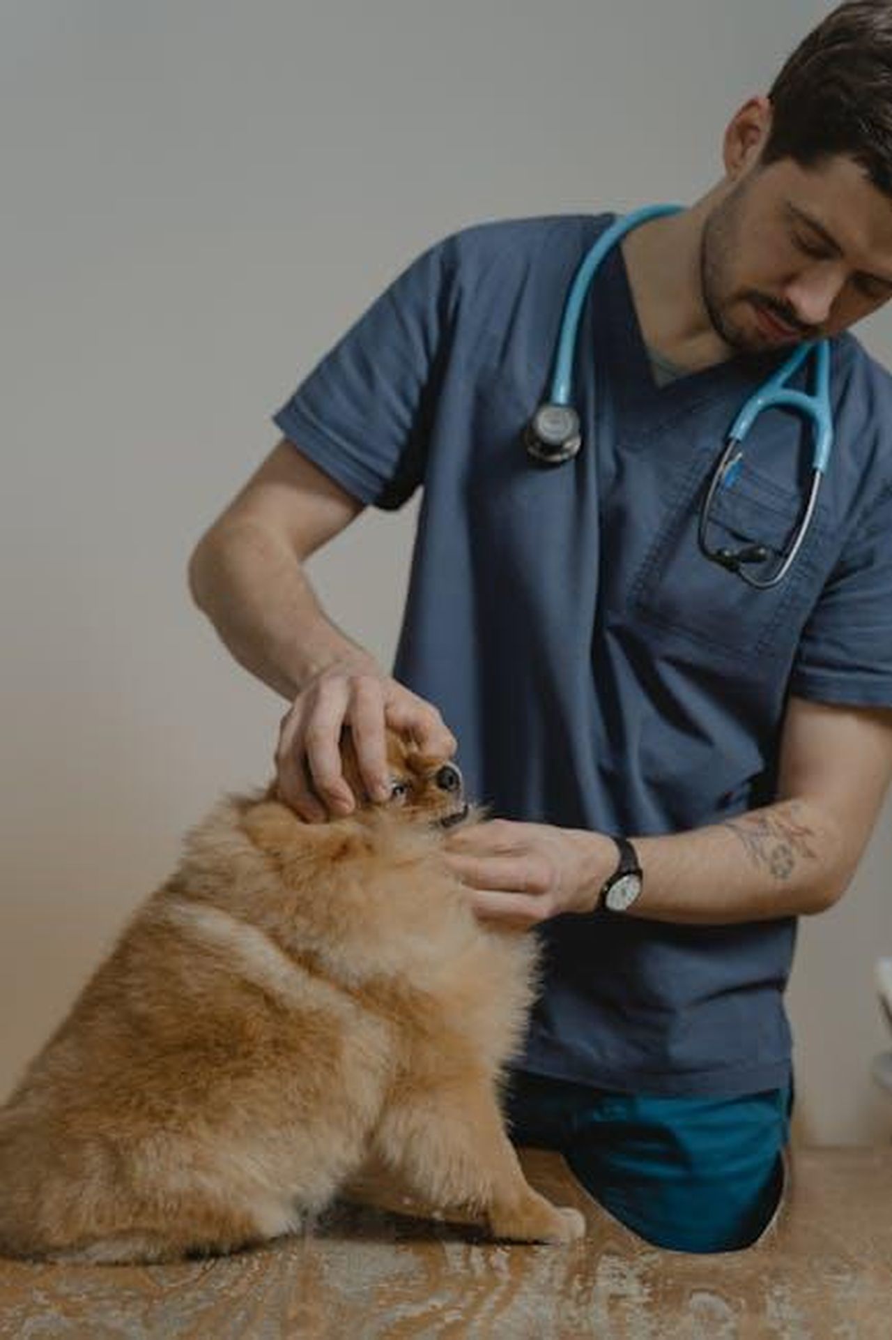 Source: Tima Miroshnichenko - pexels - A veterinarian in blue scrubs attentively examines a fluffy dog in a clinic.