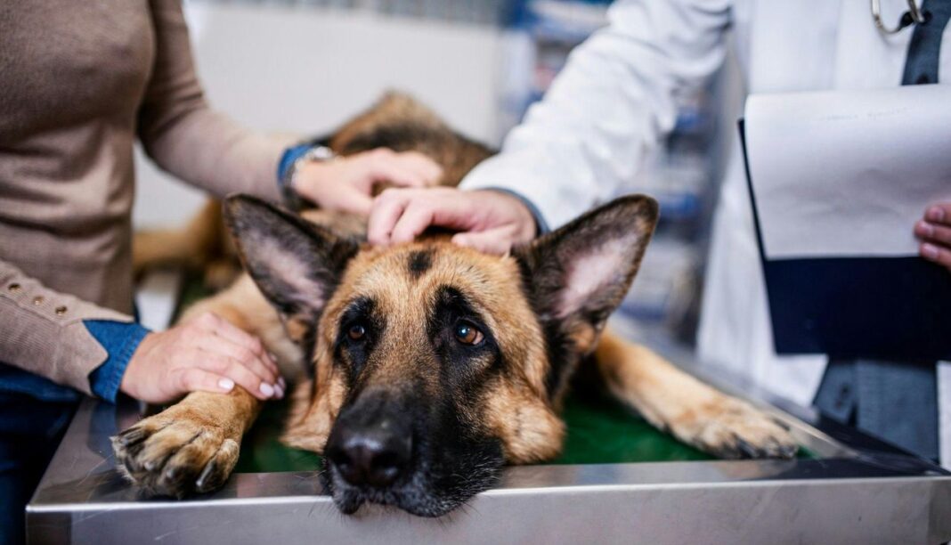 Scelgo di non trattare. Sono la persona peggiore del mondo? Trattamenti per il cancro nei pet: cosa sapere